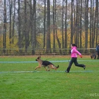 Клуб собаководства Восток Фото 2 на проекте Izhevsk.vetspravka.ru Клуб собаководства Восток Фото 2 на проекте Izhevsk.vetspravka.ru