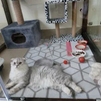 Гостиница для домашних животных Country Pets Фото 2 на проекте Izhevsk.vetspravka.ru Гостиница для домашних животных Country Pets Фото 2 на проекте Izhevsk.vetspravka.ru