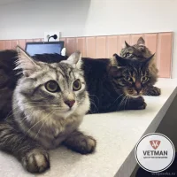 Центр ветеринарии Vetman Фото 2 на проекте Izhevsk.vetspravka.ru Центр ветеринарии Vetman Фото 2 на проекте Izhevsk.vetspravka.ru